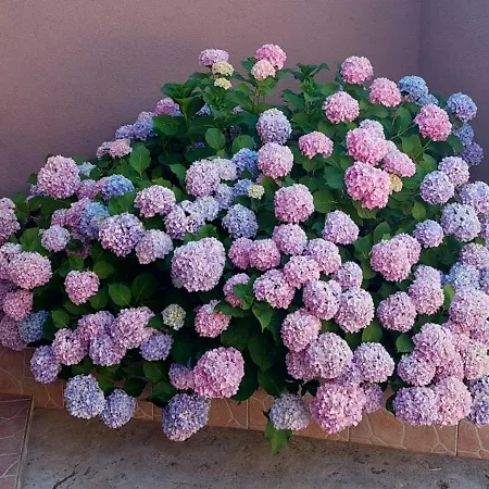 Apartment Branko Nin