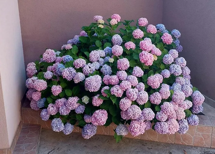 Lägenhet Branko Nin